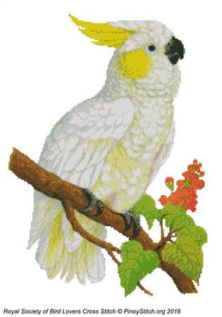(image for) RSBL Cockatoo Lemon Crested